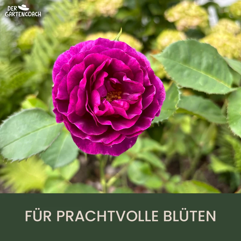 Gartencoach Rosendünger 5 kg – Nährstoffe für gesunde Rosen & langanhaltende Blüte