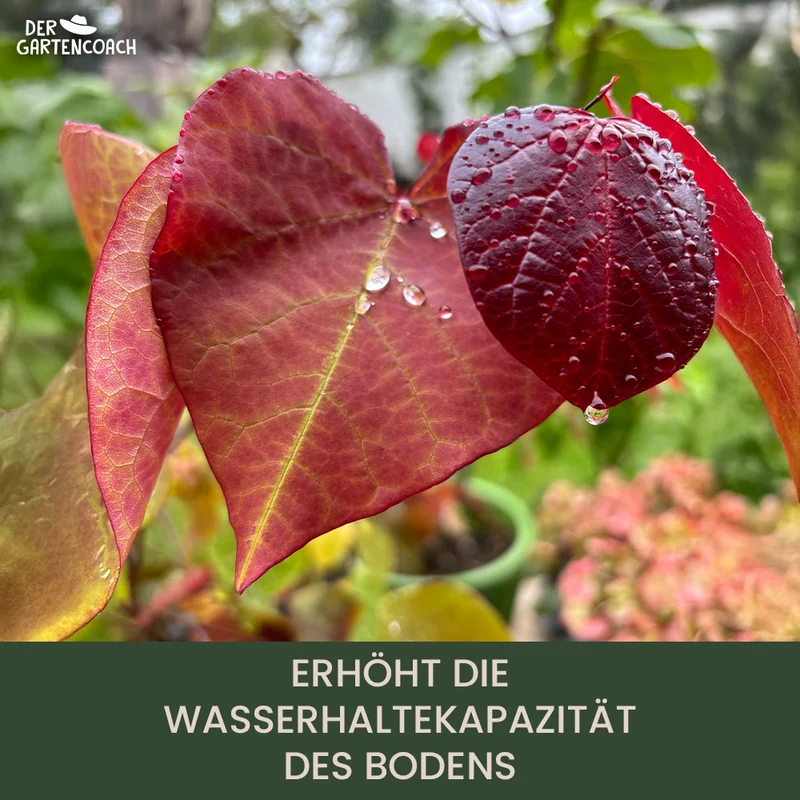 Gartencoach Rosendünger 5 kg – Nährstoffe für gesunde Rosen & langanhaltende Blüte