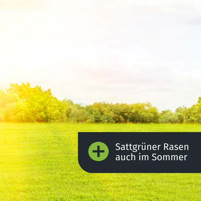 Sommer Starter-Set inkl. gratis Rasenkurs (1000m²)