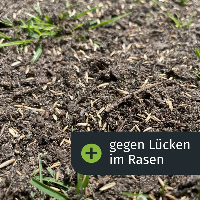 Sommer Starter-Set inkl. gratis Rasenkurs (1000m²)