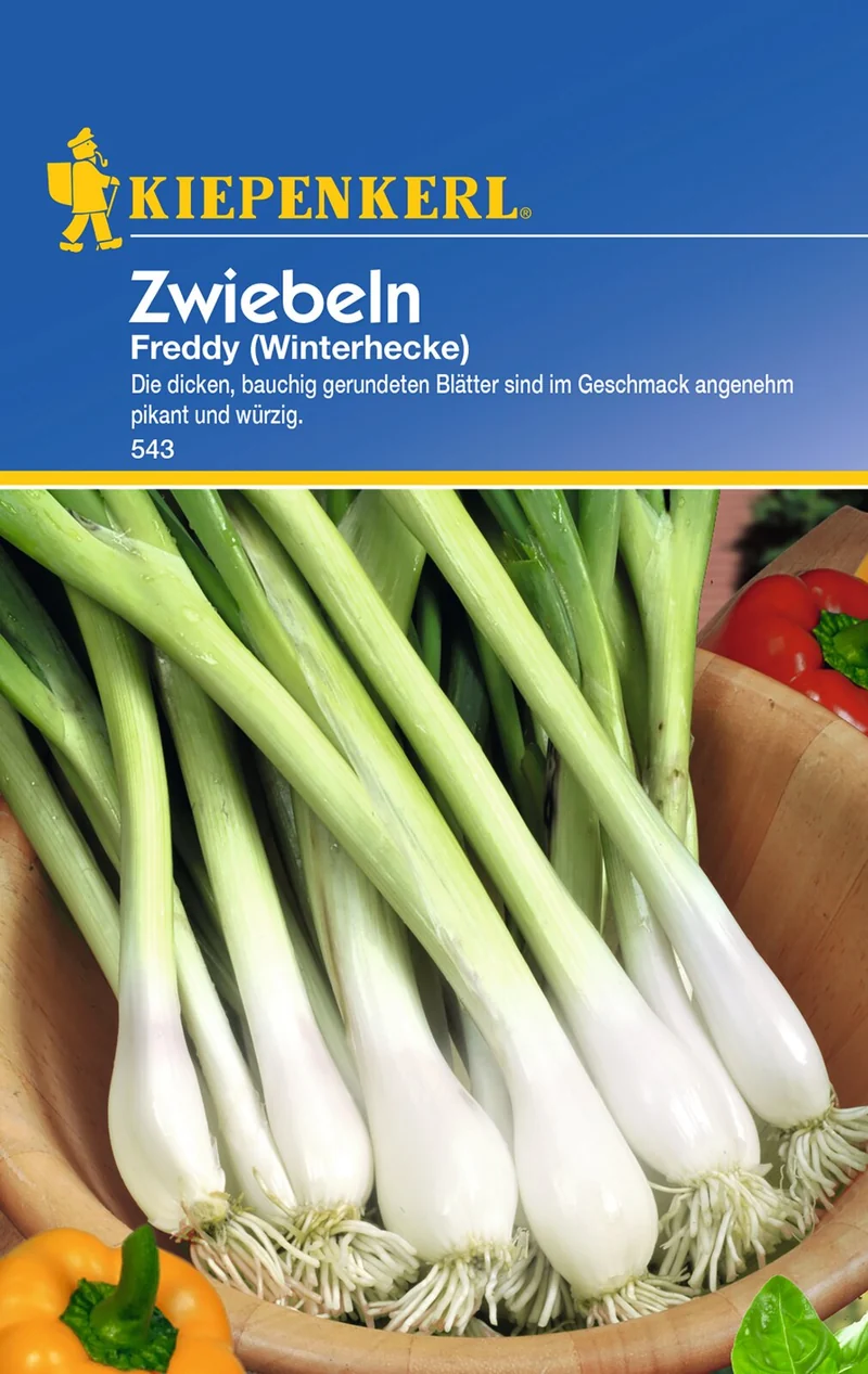 Zwiebelsamen Freddy (Winterhecke)
