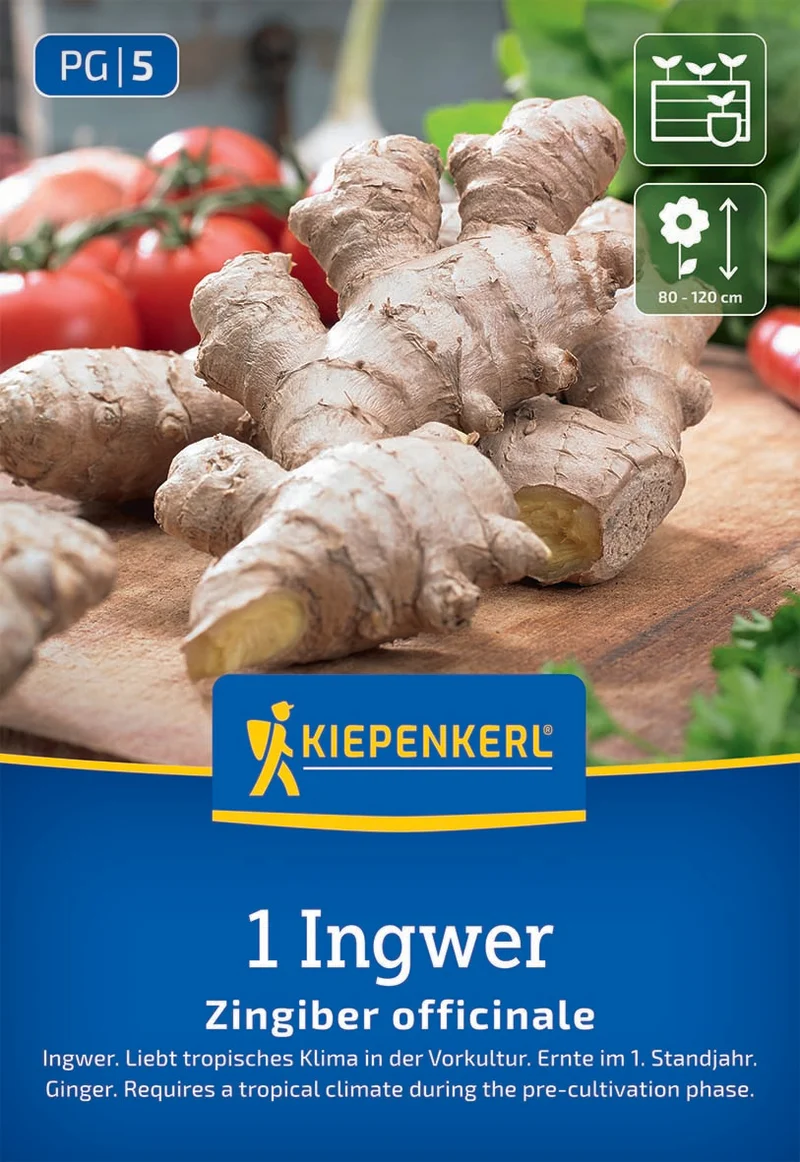 Ingwer