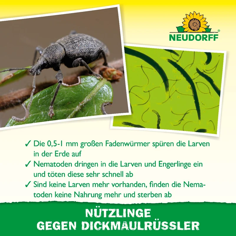 Nützlinge gegen Dickmaulrüssler