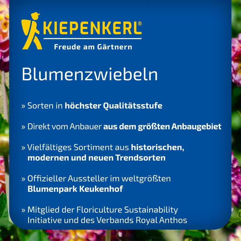 Klebschwertel Mischung
