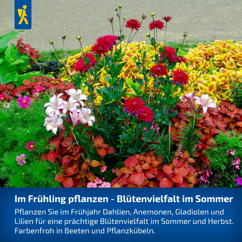 Wunderblume