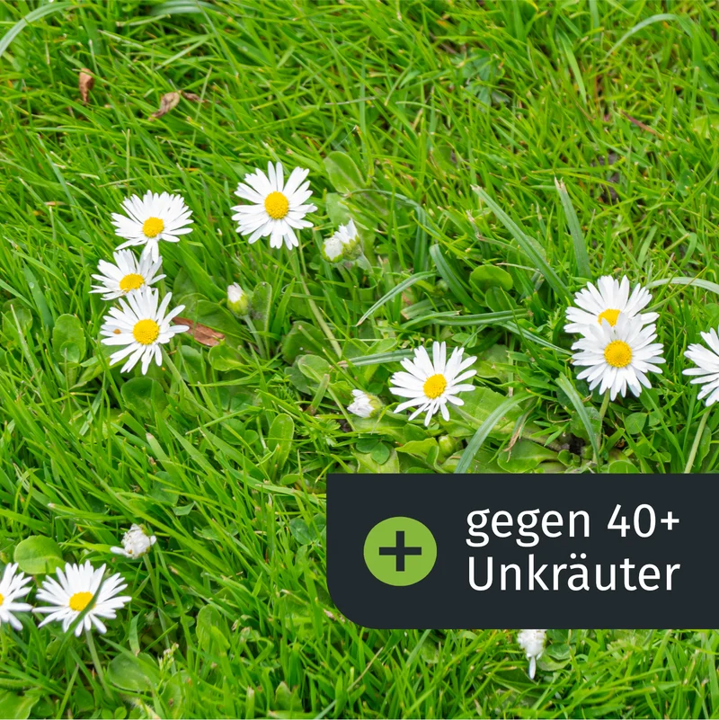 Dünger mit Unkrautvernichter (1000 m²)