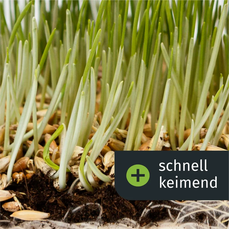 Sommer Rasenset + GRATIS Unkrautvernichter (1000 m²)