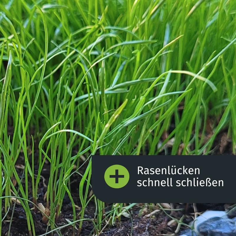 Herbst Rasenset (1000 m²)