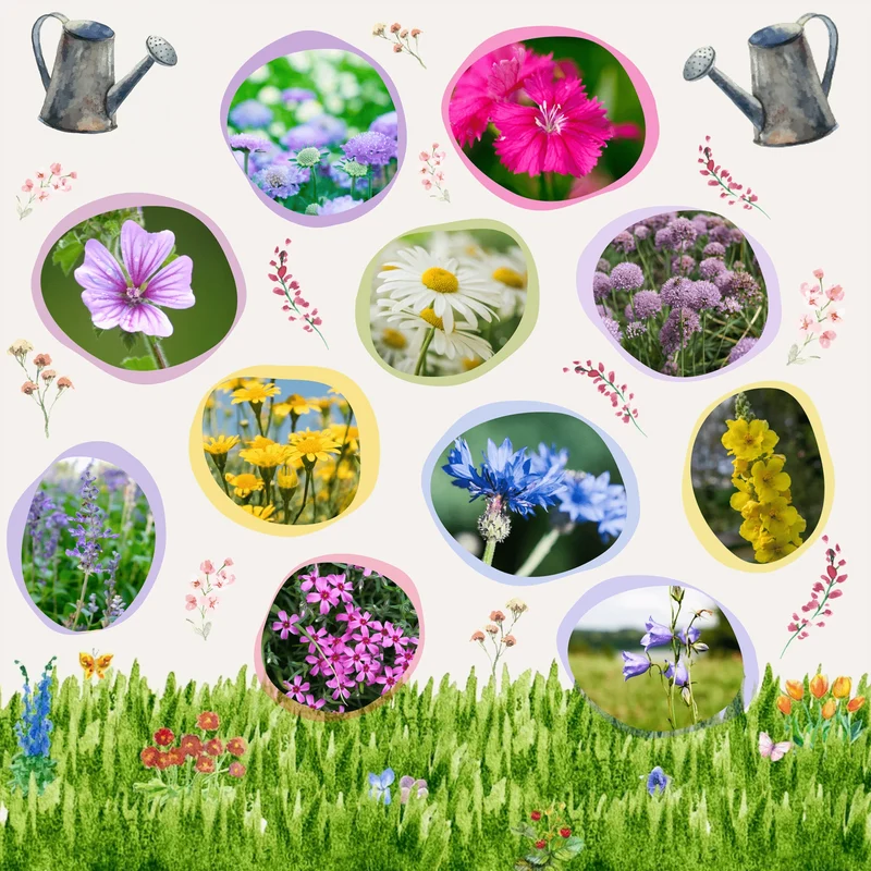 Bio-Wildblumensamen
