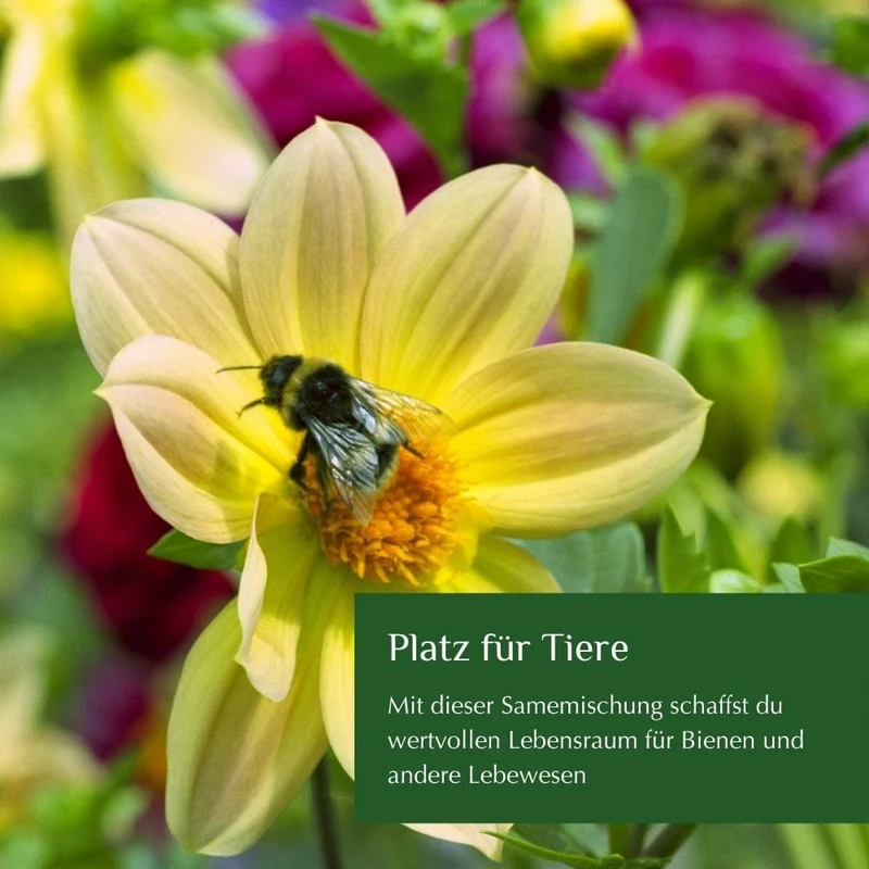 Bio-Wildblumensamen