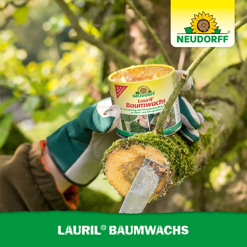 Lauril Baumwachs