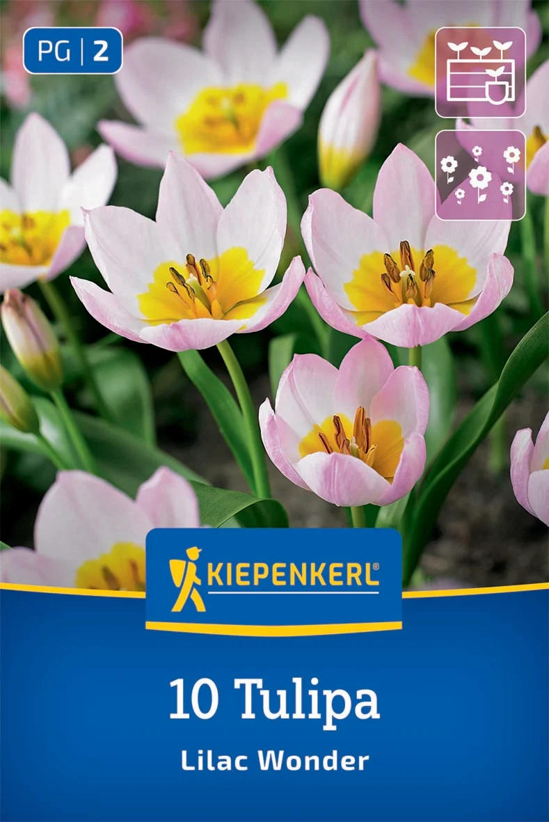 Wildtulpe Lilac Wonder