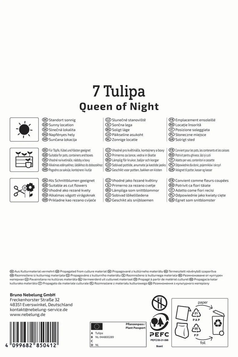 Einfache späte Tulpe Queen of Night