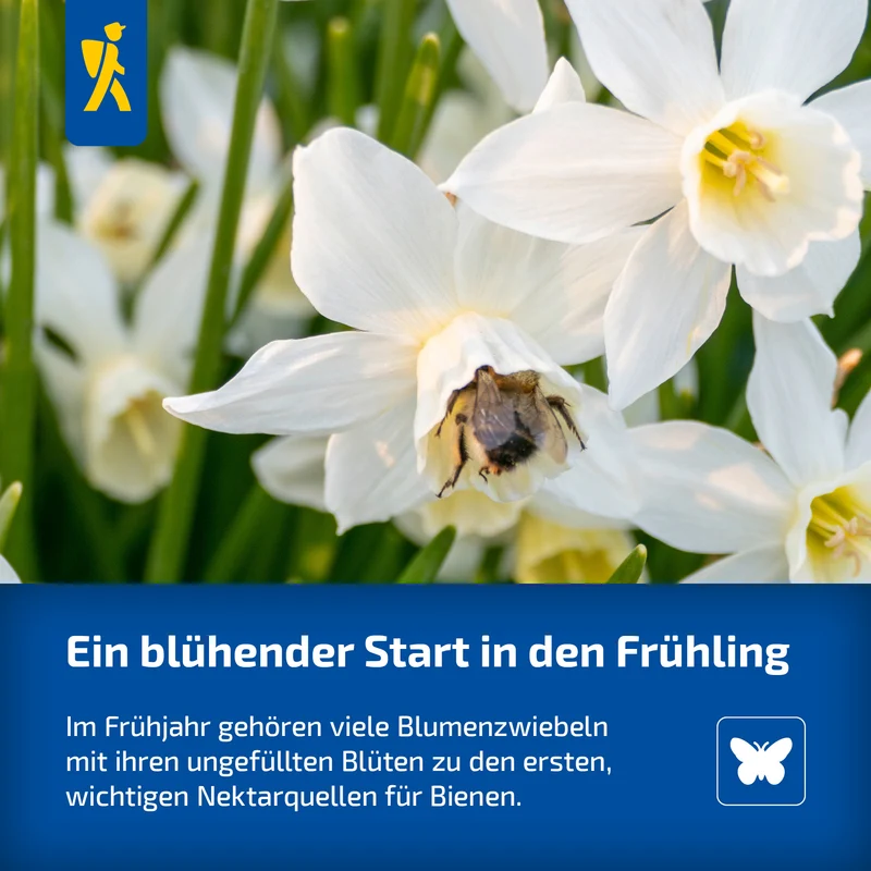 Einfache späte Tulpe Queen of Night