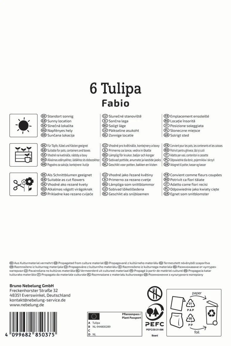 Gefranste Tulpe Fabio