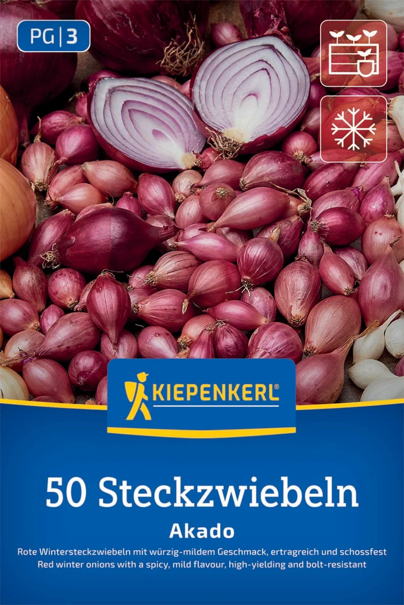 Rote Wintersteckzwiebel Akado