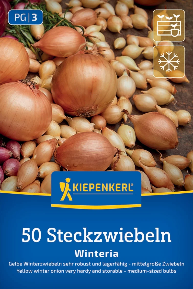 Gelbe Wintersteckzwiebel Winteria
