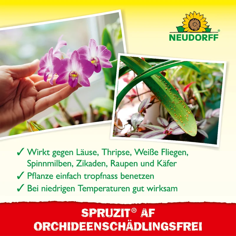 Spruzit AF Orchideen SchädlingsFrei