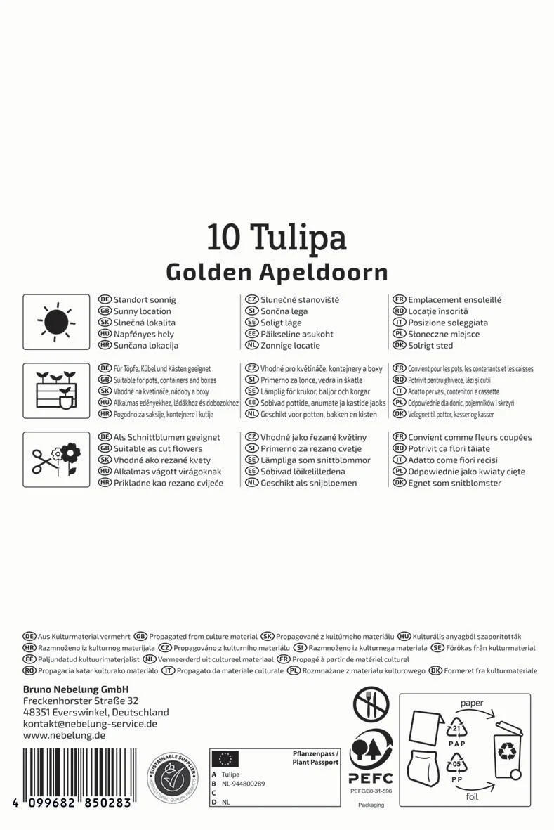 Darwin-Hybrid-Tulpe Golden Apeldoorn