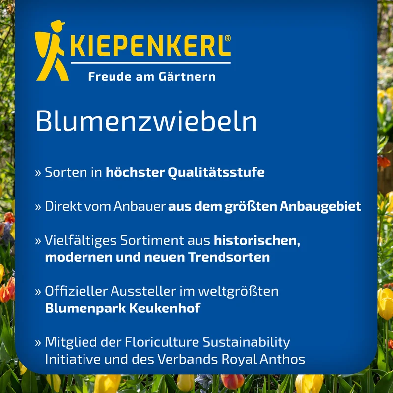 Darwin-Hybrid-Tulpe Apeldoorn