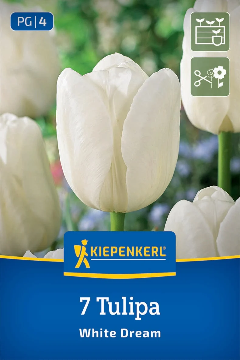 White Dream Tulpe
