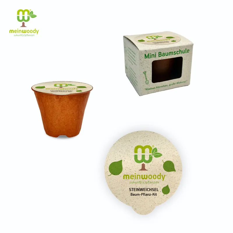 Steinweichsel Baum-Pflanz-Set – Prunus mahaleb selbst pflanzen
