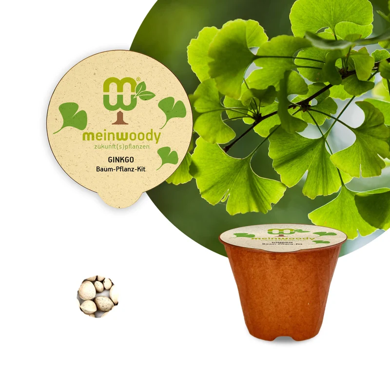 Ginkgo Baum-Pflanz-Set – Ginkgo biloba selbst pflanzen