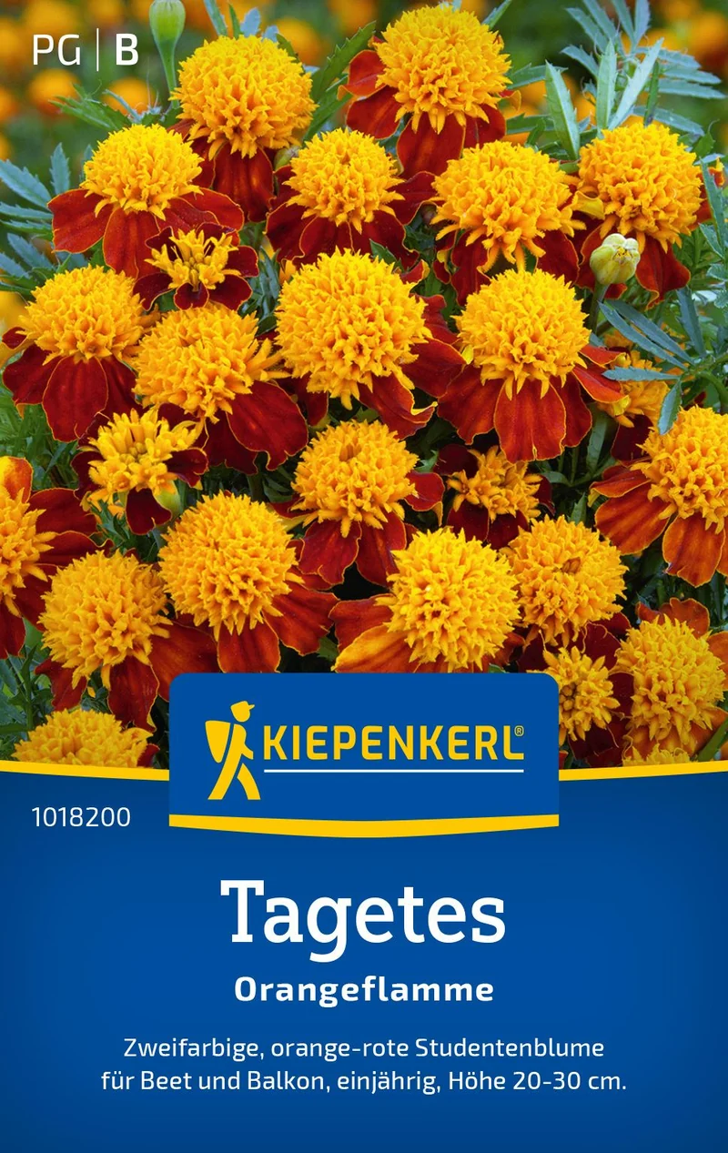 Tagetessamen Orangeflamme