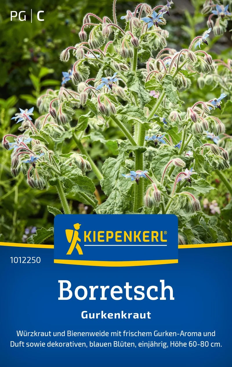 Borretschsamen Gurkenkraut