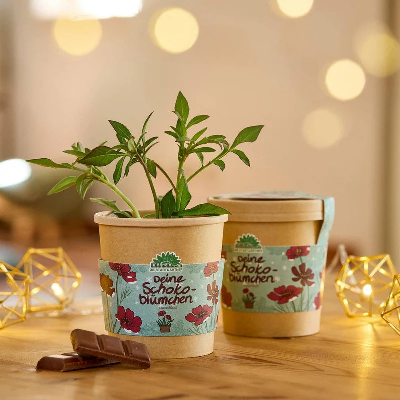 Anzuchtset | Schokoblumen aus dem Becher