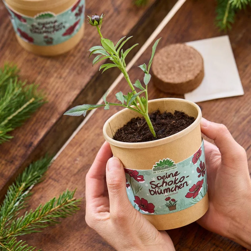Anzuchtset | Schokoblumen aus dem Becher