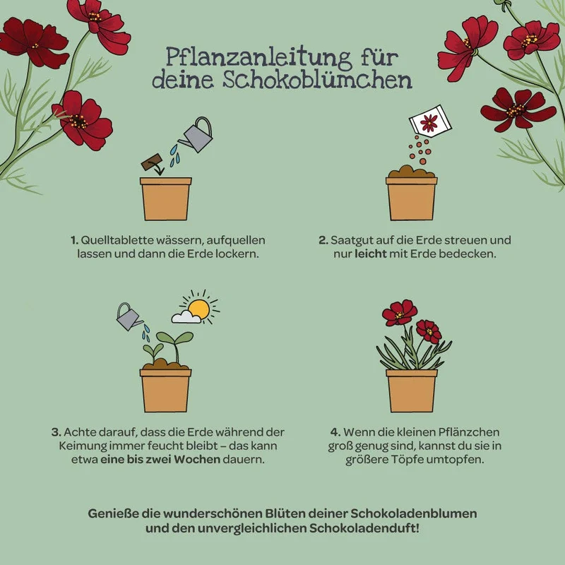 Anzuchtset | Schokoblumen aus dem Becher