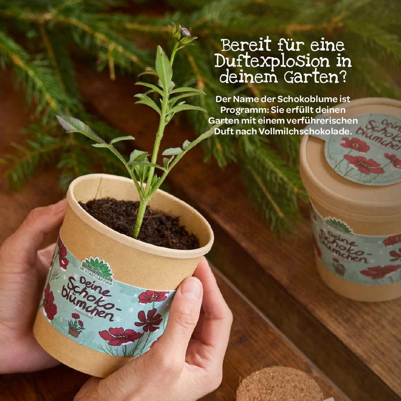 Anzuchtset | Schokoblumen aus dem Becher
