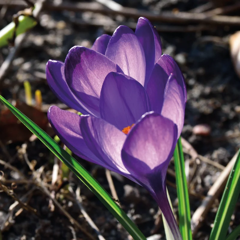Crocus tommasinianus 'Barr´s Purple' - Dalmatiner Krokus
