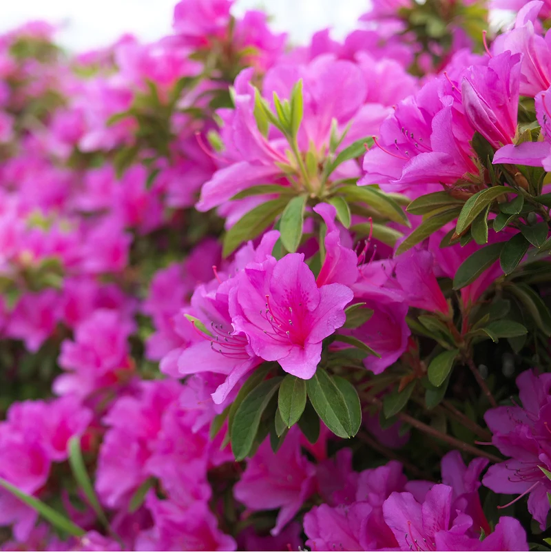 Japanische Azalee 'Rosinetta'
