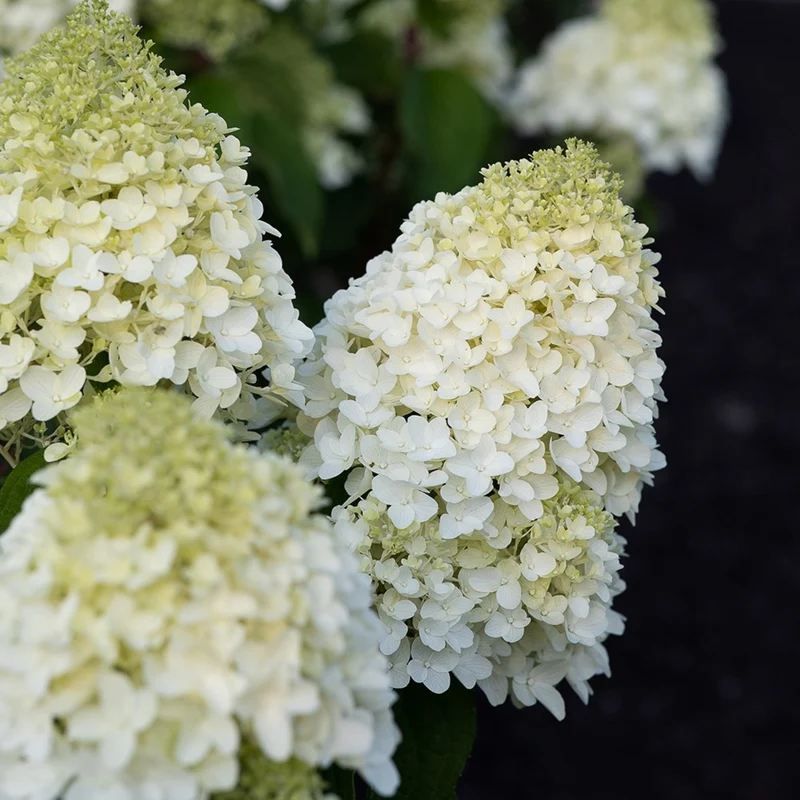 Rispenhortensie 'Living Sugar Rush®'