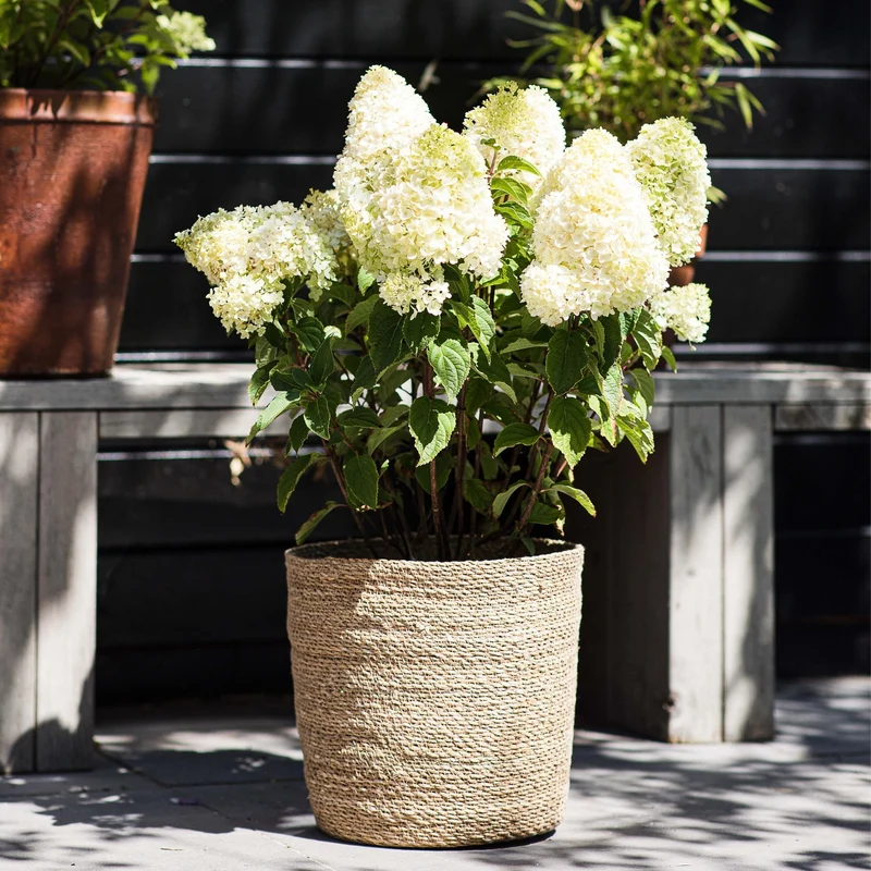 Rispenhortensie 'Living Sugar Rush®'