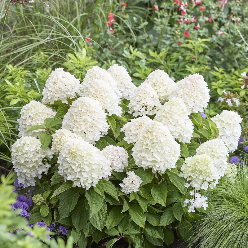 Rispenhortensie 'Living Sugar Rush®'