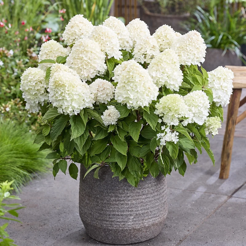 Rispenhortensie 'Living Sugar Rush®'
