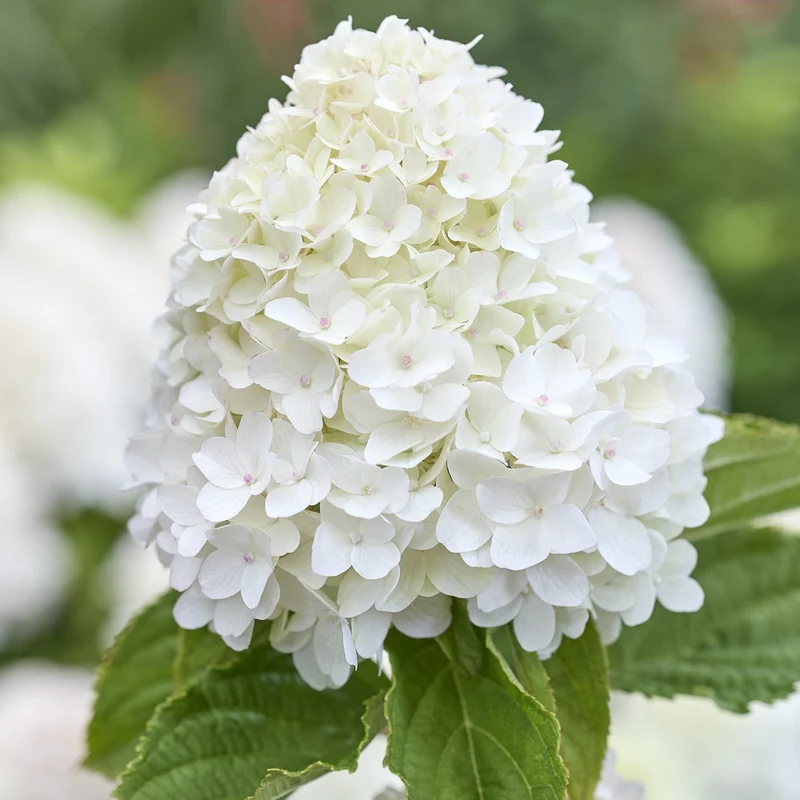 Rispenhortensie 'Living Sugar Rush®'