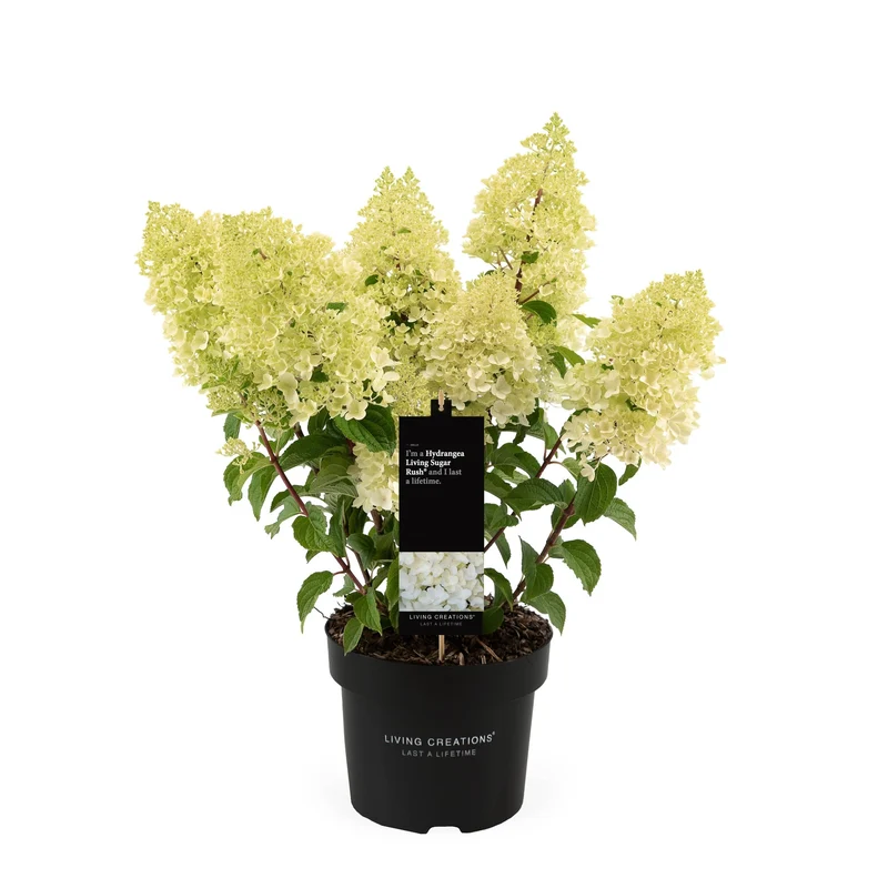 Rispenhortensie 'Living Sugar Rush®'