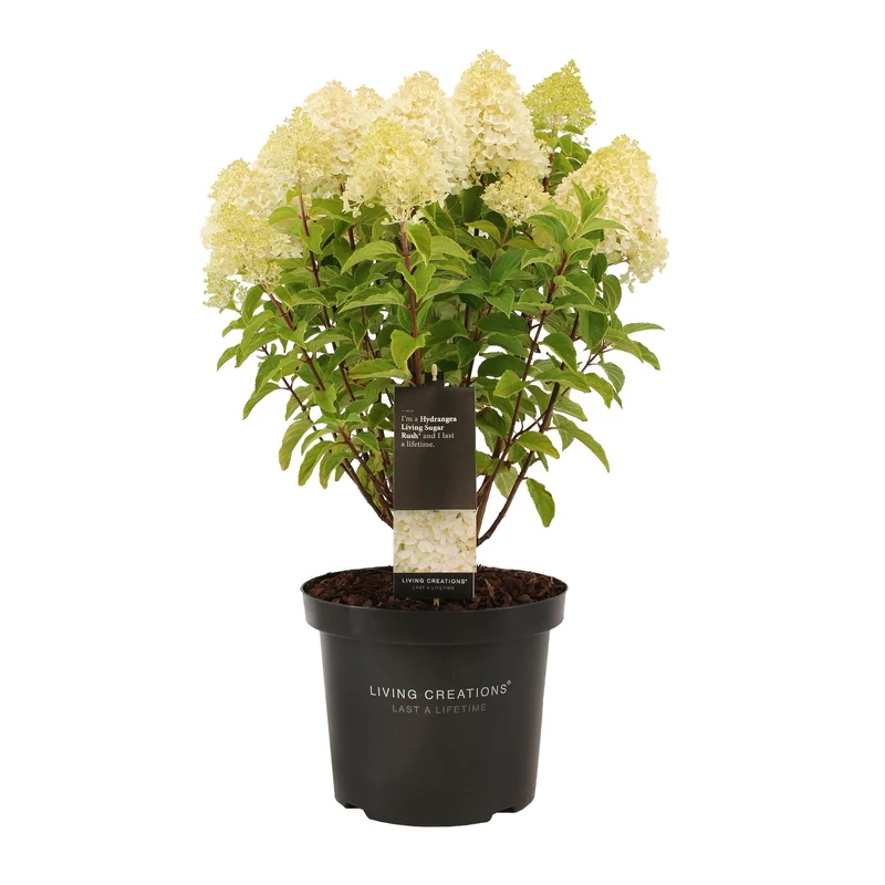 Rispenhortensie 'Living Sugar Rush®'