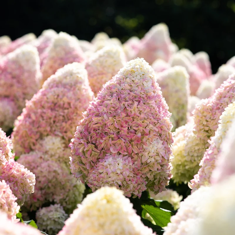 Rispenhortensie 'Living Candy Love®'
