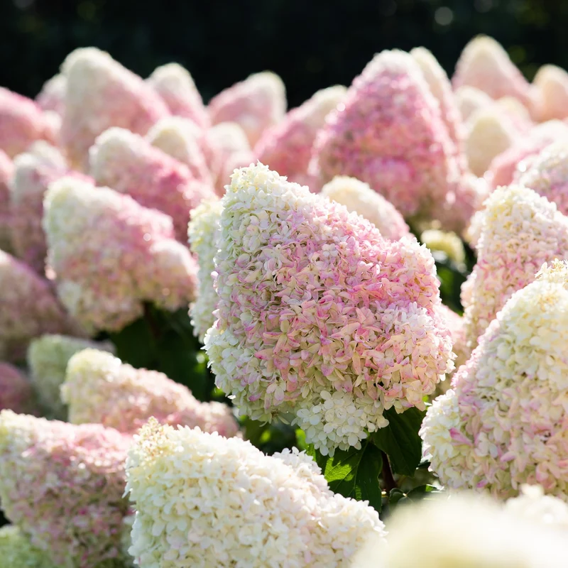 Rispenhortensie 'Living Candy Love®'