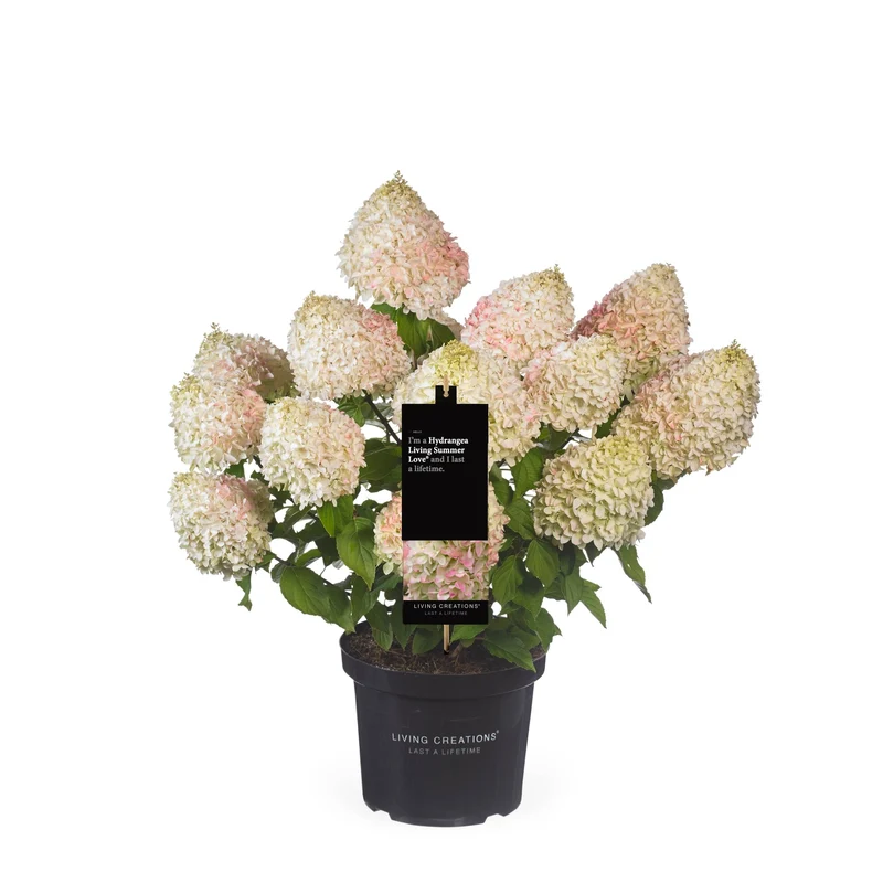 Rispenhortensie 'Living Candy Love®'