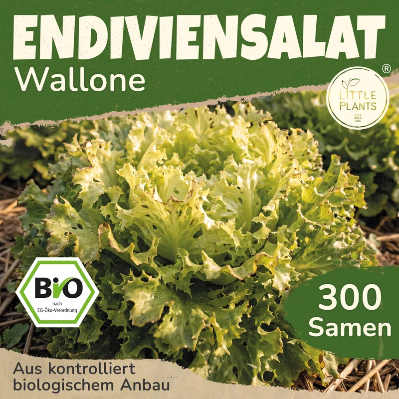 Bio-Endiviensalat (Wallone)
