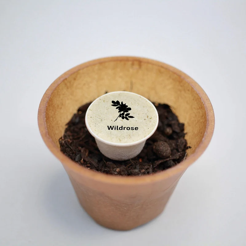 Wildrose Pflanz-Set – Rosa canina selbst pflanzen