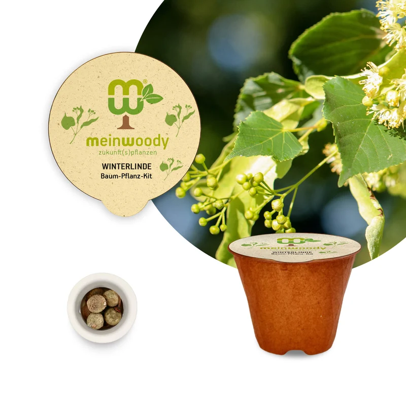 Winterlinde Baum-Pflanz-Set – Tilia cordata selbst pflanzen