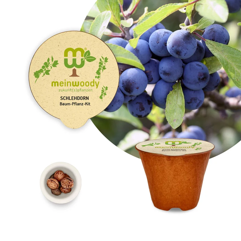 Schlehdorn Pflanz-Set – Prunus spinosa selbst pflanzen