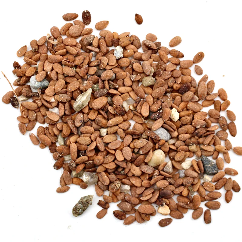 Holunder Baum-Pflanz-Set – Sambucus nigra selbst pflanzen
